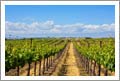 Paso Robles Custom Home and Vineyard For Sale - Templeton Vineyard For Sale - Wine Real Estate