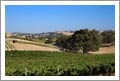 Templeton Custom Home and Vineyard For Sale - Wine Country Real Estate 