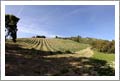 Westside Past Robles Vineyard For Sale - 241 Acres - Wine Country