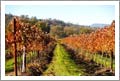 Napa Valley Winery For Sale - Vineyard - Three Homes - 3 Parcels + APNs - Napa Valley Wine Country