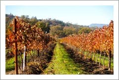 Napa Valley Winery For Sale - Vineyard - Three Homes - 3 Parcels + APNs - Napa Valley Wine Country Real Estate