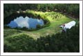 North Carolina Vineyard For Sale - Custom Home - 67 Acres - Pines and Hardwoods Planted Due To Mature 2022 - Biscoe, North Carolina