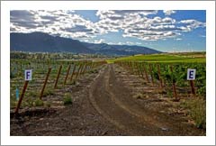 Oregon Vineyard For Sale - Home site and Winery Potential - Minutes From Ashland, Oregon