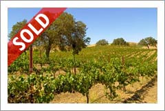 Paso Robles Vineyard For Sale - Priced for Immediate Sale - Wine Real Estate