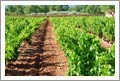 French Winery For Sale - French Vineyard For Sale - Farmhouse For Sale - Provence, France