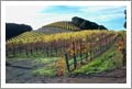 Vineyards For Sale - Paso Robles Boutique Vineyard and Virtual Wine Brand For Sale - Paso Robles Wine Country Real Estate