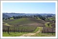 Edna Valley Vineyard For Sale - San Luis Obispo, CA - Wine Real Estate