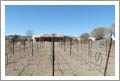 New Mexico Vineyard For Sale w/ Custom Home - Zinfandel & Cardonnay Grapes - Wine Country Real Estate