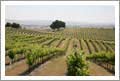 Vineyards For Sale - Paso Robles AVA Vineyard For Sale - 218 Acres - Paso Robles AVA Land For Sale - Paso Robles, California - Wine Real Estate