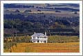 Wineries For Sale - Martinborough Historic Homestead/Cafe, Cottage, Organic/Biodynamic Vineyard For Sale - NZ