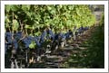 Narramata Bench Winery & Vineyard For Sale - 2900 SF Home - British Columbia, Canada