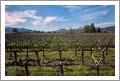 50,000 Gallon Winery Site For Sale - Cabernet Vineyard For Sale