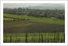 Sonoma County Vineyard, Olive Grove, and Custom Home For Sale - Wine Real Estate