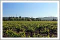 Premier Winery Potential Location - Sonoma County Vineyard For Sale - Sonoma County Wine Country Real Estate