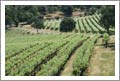 Northern California Winery & Vineyard For Sale - Tuscan Style Villa - Sierra Foothills Wine Country