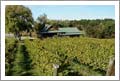 North Carolina Vineyard For Sale -  Charming Log Cabin / Wine County Home and Land (31+ Acres) For Sale - Real Estate