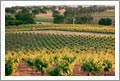 Amador County Vineyard Properties For Sale - Zinfandel Vineyards - Wine Real Estate