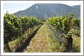 Similkameen Valley Vineyard and Wine Country Home For Sale - British Columbia, Canada