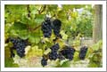 Vineyards For Sale - Similkameen Valley Vineyard and Wine Country Home For Sale - British Columbia, Canada