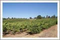 Northern California Vineyard For Sale - 120 Acres - 30 Acres Cleared - Deer Fenced - 4 Wells - Real Estate