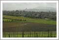 Vineyard For Sale - Olive Grove For Sale - Sonoma County Home For Sale - Petaluma Real Estate