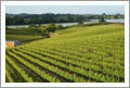 Award Winning Winery, Vineyard, and Home For Sale - Nelson, NZ - Wine Real Estate