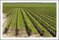 Vineyard For Sale - Large Northern California Vineyard For Sale - Wine Country