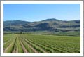 Vineyard For Sale - 25 Acres w/ 22.5 Acres Planted in Vines - Okanagan Wine Country Real Estate