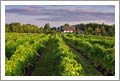 Winery For Sale - Minnesota Winery, Tasting Room, Vineyard and Home For Sale - Wine Country Real Estate