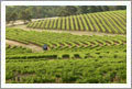 VineSmart - Foster's Vineyards and Wineries For Sale - 33 Vineyards and 2 Wineries For Sale - Australia and USA - Wine Real Estate