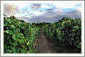 Extraordinary Vineyard and Winery Estate For Sale - Prescott, Arizona - Wine Real Estate