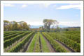 Wineries For Sale - New Zealand Vineyard, Winery, Home, and Olive Grove For Sale - Marlborough, South Island, New Zealand - Wine Real Estate