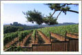 Oregon Vineyard and Winery For Sale - Yamhill, Oregon - Wine Real Estate