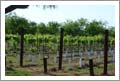 Texas Winery & Vineyard For Sale - Texas Wine Country Real Estate