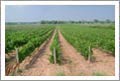 Vineyard For Sale - Niagara on the Lake, NY - 200 Acres - 185 Acre Vineyard For Sale