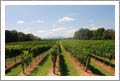 North Carolina Vineyard For Sale - 62 Acres - 35 Acre Vineyard - Real Estate