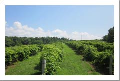 Missouri Winery, Microbrewery, Vineyard, and Restaurant For Sale - Jefferson City, Missouri