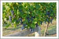 Wineries For Sale - Virginia Winery, Vineyard, Estate Home and Land For Sale - Virginia Wine Country Real Estate