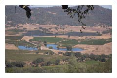 Napa Valley Vineyard and Large Custom Home For Sale - Pool - St. Helena Real Estate