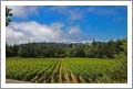 Luxury Wine Country Estate / Home For Sale - San Benito County Vineyard Land / Ranch For Sale