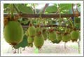 New Zealand Kiwi Orchard - Hawkes Bay, NZ