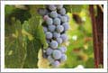 Distinctive Small Winery Estate on the Niagara Wine Trail  - Niagara County, New York - Wine Real Estate