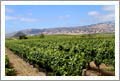 Edna Valley Vineyard and Home For Sale - Old Rustic Barn - San Luis Obispo, CA - Wine Real Estate