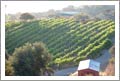 Southern California Winery For Sale - 20 Acres - 4  Acre Vineyard - Wine Real Estate