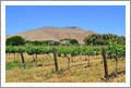 Wineries For Sale - Fresno County, CA - Winery, Tasting Room, Home and Vineyard For Sale - Sanger Wine Country Real Estate