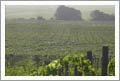 New Zealand Vineyard For Sale - 5 Varietals Planted - Northland, New Zealand  - Wine Real Estate