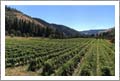 Vineyards For Sale - Colubmia Gorge Washingon Land and Home - Klickitat River Frontage