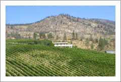 Okanagan Valley Vineyard and Home For Sale - B&B Potential - British Columbia, Canada