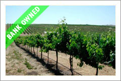 Paso Robles Bank Owned Vineyard For Sale 