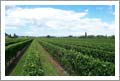 New Zealand Vineyard For Sale - Wine Real Estate